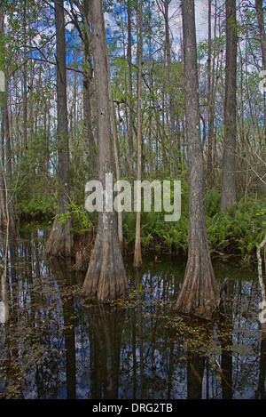 Six Mile Cypress Slough Preserve in Fort Myers Florida Stockfoto