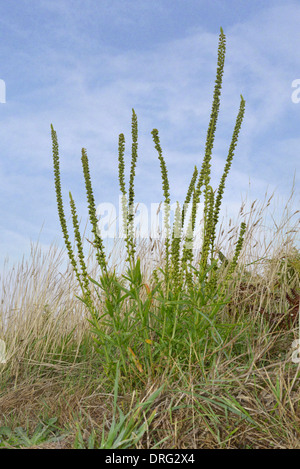 Schweißnaht - Reseda Luteola (Resedaceae) Stockfoto