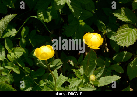 Globeflower, Trollblume europaeus Stockfoto