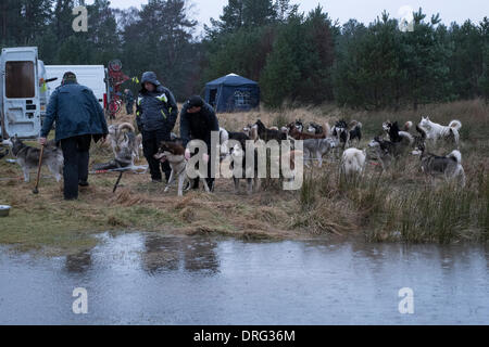 Aviemore, Schottland. 25. Januar 2014. Ein Team bereitet ihre Hunde für die 31. Jahrestag Aviemore Sled Dog Rally 2014, wie der Regen in der Nähe von Loch Morlich fällt. Bildnachweis: Thomas Bisset/Alamy Live-Nachrichten Stockfoto