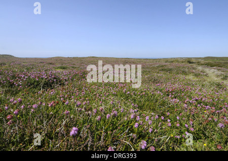 Glockenheide - Erica Tetralix (Ericaceae) Stockfoto