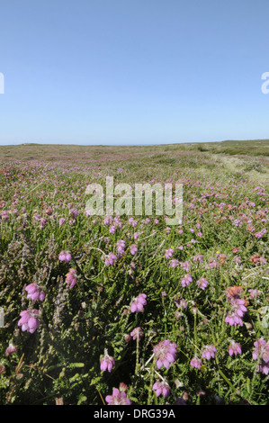 Glockenheide - Erica Tetralix (Ericaceae) Stockfoto