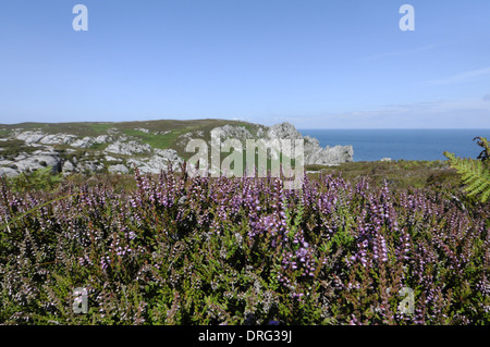 BELL HEATHER Erica Cinerea (Ericaceae) Stockfoto