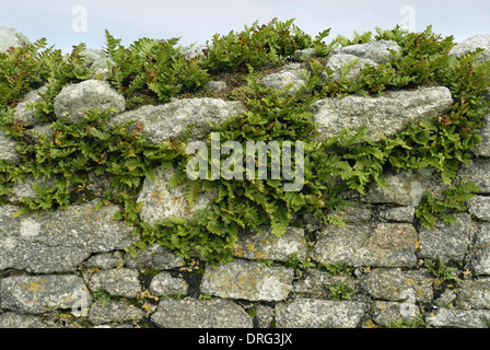 Maisöl - Polypodium Vulgare - Lundy Steinmauer Stockfoto