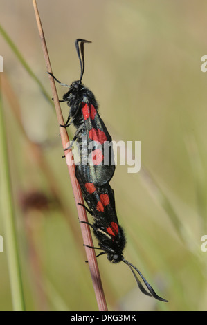 Fünf-Spot Burnet - Zygaena trifolii Stockfoto