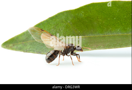 Geflügelte Ameise Arbeiter mit großen grünen Blatt. Stockfoto