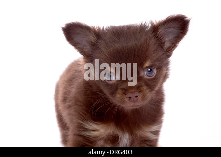 Chihuahua im Studio isoliert Stockfoto