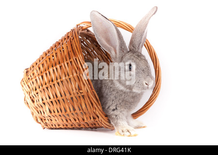 Hauskaninchen, die es im Studio auf einem weißen Hintergrund isoliert ist. Stockfoto