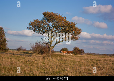 Ein Landschaftsbild von Kühen roaming über Rodborough häufig in den Cotswolds Stockfoto