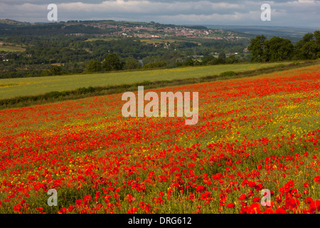 Eine Landschaftsansicht Sommer Mohn Felder entlang der Tyne Valley in der Nähe von morgen in Northumberland Stockfoto