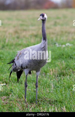 Grauer Kranich Grus Grus, eurasische Kranich, Kraniche, Altvogel auf Grünland, Deutschland Stockfoto