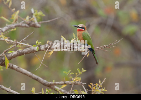 White-fronted Bienenfresser (Merops Bullockoides) thront am Ende eines Zweiges. Stockfoto