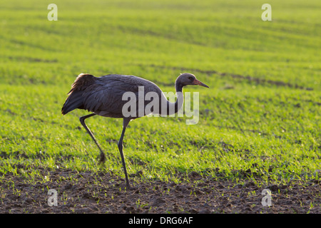 Gemeinsamen Kran, Grauer Kranich Grus Grus, Eurasian Crane, Küken gehen auf Winter Ernte Feld, Deutschland Stockfoto