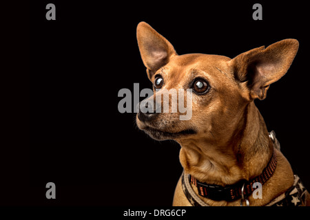 Senior Zwergpinscher mit grauem Star isoliert auf schwarz Stockfoto
