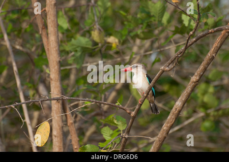 Braun mit Kapuze Kingfisher (Halcyon Albiventris) Stockfoto