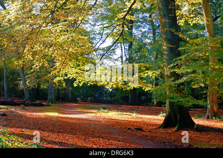 England, Cheshire, Alderley Edge Wald im Herbst Stockfoto