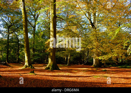 England, Cheshire, Alderley Edge Wald im Herbst Stockfoto