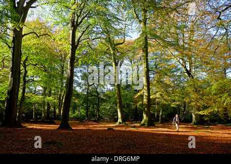 England, Cheshire, Alderley Edge Woods Stockfoto