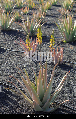 Bereich der Aloe Vera Pflanzen wachsen in vulkanischen Boden auf einer Farm für die Produktion von pflanzlichen Produkten. Lanzarote, Kanarische Inseln, Spanien Stockfoto