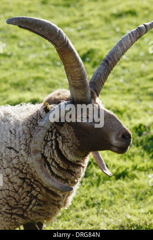 Loghtan Schafe, Cregneash Folk Museum, Isle Of Man Stockfoto