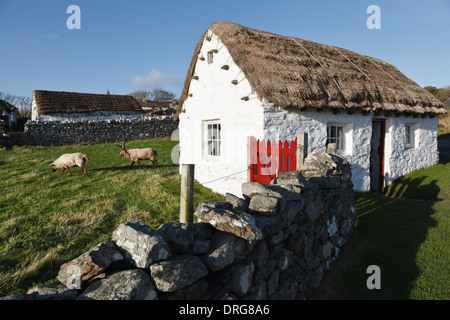 Crofter Hütte und Loghtan Schafe, Cregneash National Folk Museum, Isle Of Man Stockfoto