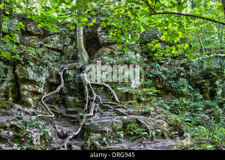 Ein Baum wächst aus einem Kalksteinfelsen in Parfreys Glen Wisconsin State Natural Area Stockfoto