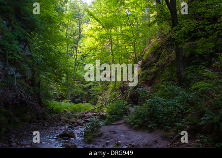 Stream in der Parfrey Glen Wisconsin State Natural Area Stockfoto