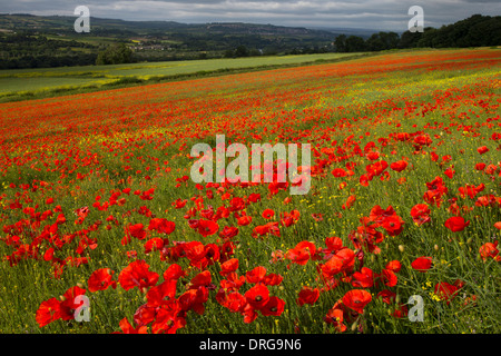 Eine Landschaftsansicht Sommer Mohn Felder entlang der Tyne Valley in der Nähe von morgen in Northumberland Stockfoto