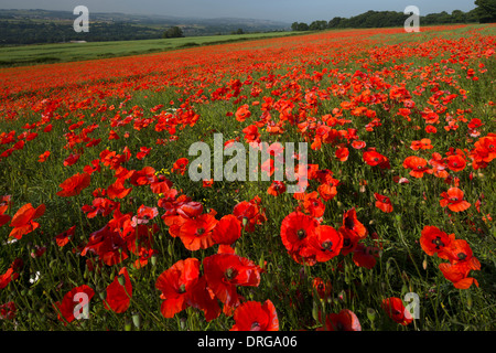 Eine Landschaftsansicht Sommer Mohn Felder entlang der Tyne Valley in der Nähe von morgen in Northumberland Stockfoto