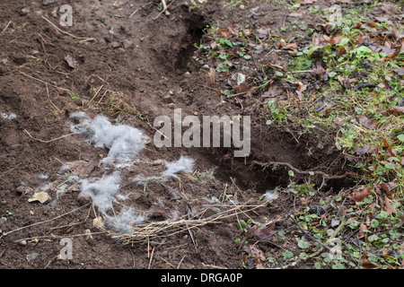 Kaninchen (Oryctolagus Cuniculus). Vordatierte Nest Gruben gräbt und Bausätze von Fox (Vulpes Vulpes) genommen. Fellfutter, von der Mutter. Stockfoto