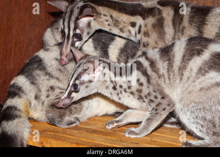 Owston des Palm Civets (Chrotogale Owstoni). Stockfoto