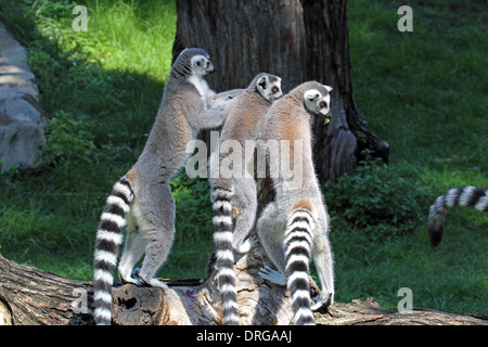 Eine Gruppe Kattas (Lemur Catta) stehend auf einem Baumstamm Stockfoto