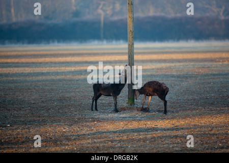 Rothirsch (Cervus Elaphus). Auf der Suche nach Nahrung im Winter stoppen "lesen, markieren und lernen", Duftmarken auf einen Telegrafenmast. Stockfoto