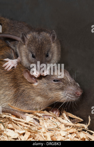 Braune Ratte (Rattus Norvegicus). Junge waschen auf Mutters Rücken sitzend. Stockfoto