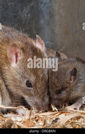 Brown-Ratten (Rattus Norvegicus). Köpfe berühren, öffnen Sie Mutter und jung, "pup", mit Augen voll funktionstüchtige geschätzt Stockfoto