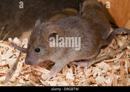 Braune Ratte (Rattus Norvegicus). Junge "Pup" geschätzt 20 Tage alt. Stockfoto