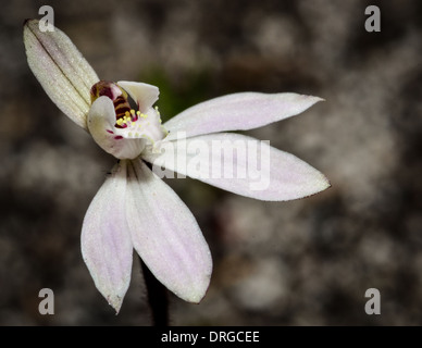 Finger-Orchidee Makro. Stockfoto