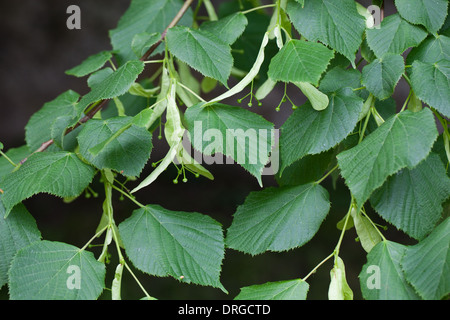 Gemeinsamen Linde (Tilia X Europaea). Blättern und wachsenden Früchten. Juni. Sussex. England. Stockfoto