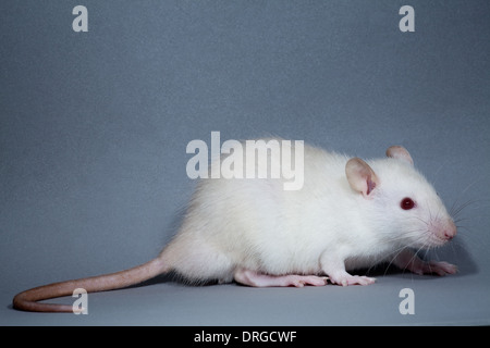 Weiß, Albino, inländische Ratte (Rattus Norvegicus). Melanin Pigmentierung fehlt, damit Augen zum Beispiel erscheinen rosa oder rot. Stockfoto