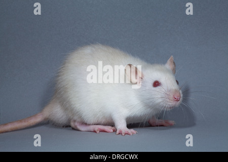 Weiß, Albino, inländische Ratte (Rattus Norvegicus). Melanin Pigmentierung fehlt, damit Augen zum Beispiel erscheinen rosa oder rot. Stockfoto