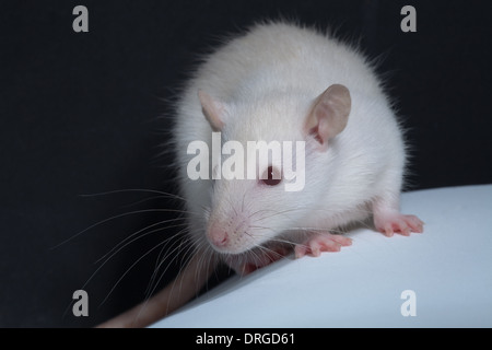 Weiß, Albino, inländische Ratte (Rattus Norvegicus). Melanin Pigmentierung fehlt, damit Augen zum Beispiel erscheinen rosa oder rot. Stockfoto