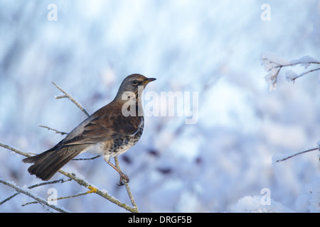 Wacholderdrossel (Turdus Pilaris) im Winter. Europa Stockfoto