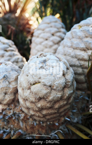 Weibliche Kegel von Encephalartos Friderici-Guilielmi (weißhaarige Cycad), eine südafrikanische Cycad Spezies Stockfoto