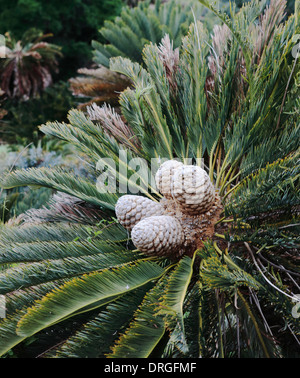 Weibliche Kegel von Encephalartos Friderici-Guilielmi (weißhaarige Cycad), eine südafrikanische Cycad Spezies Stockfoto