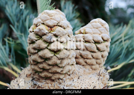 Weibliche Zapfen von Encephalartos Friderici-Guilielmi (weißhaarige Cycad), eine südafrikanische Cycad Spezies Stockfoto