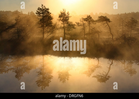 Sonnenaufgang am Männikjärve Moor, Endla Nature Reserve, Estland, Europa Stockfoto