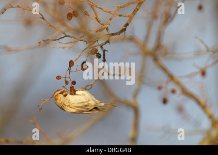 Gemeinsame Redpoll (Zuchtjahr Flammea) im Winter an Erle Ast hängen. Stockfoto