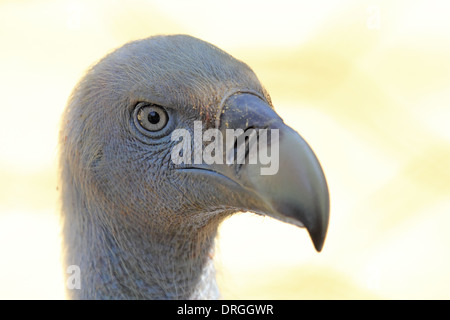 Porträt von einem Kap Griffon, ein afrikanischer Geier (abgeschottet Coprotheres) Stockfoto