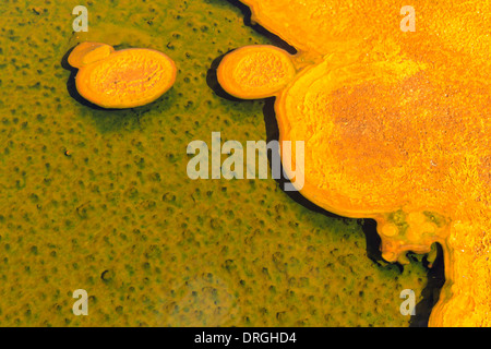 Mikrobielle Matten in geothermische Pools, Yellowstone-Nationalpark, Wyoming Stockfoto