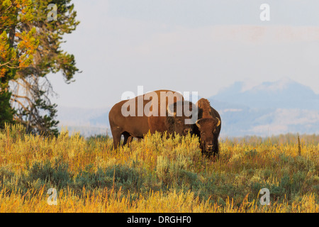 Büffel / Bisons im hohen Grass im Yellowstone-Nationalpark, Wyoming Stockfoto